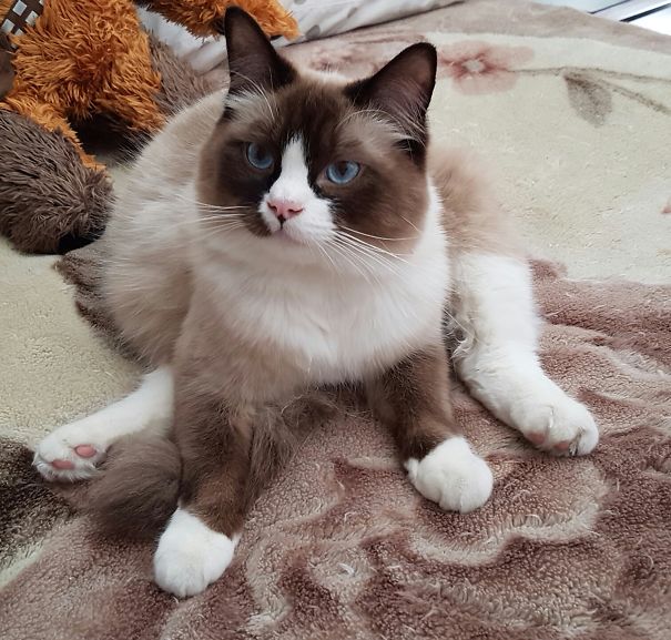 My Kitteh Jake, His Butt Started Melting