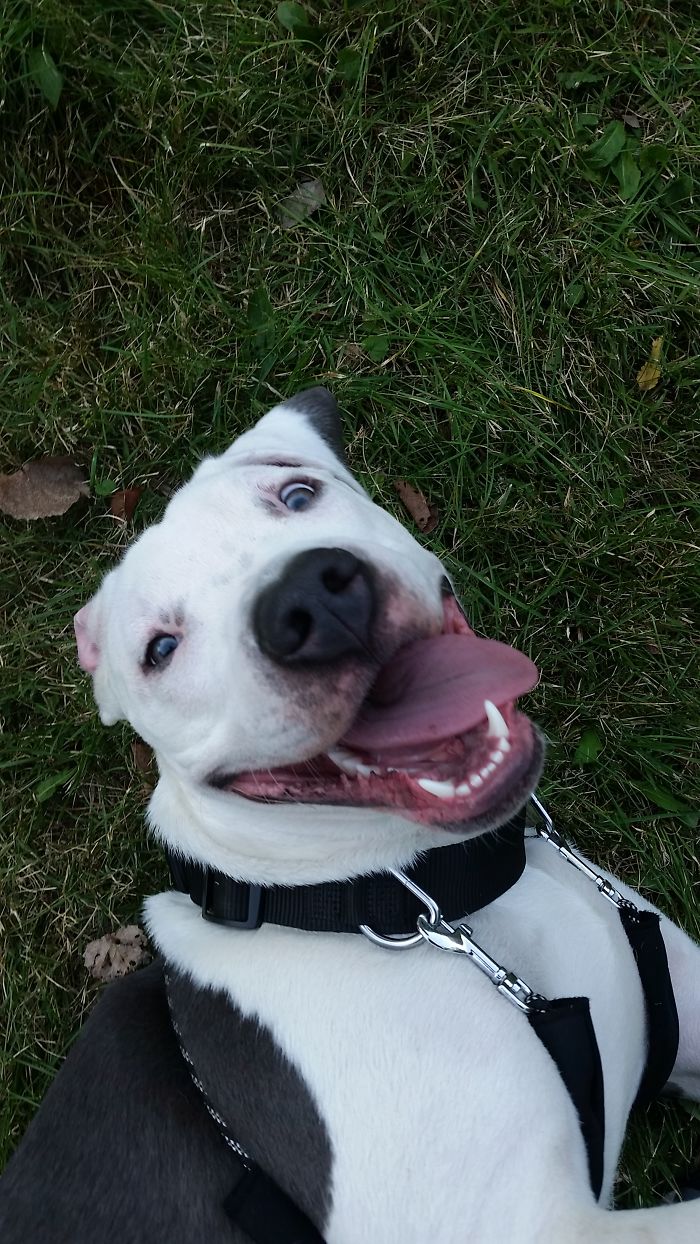 Vicious Attack In The Park