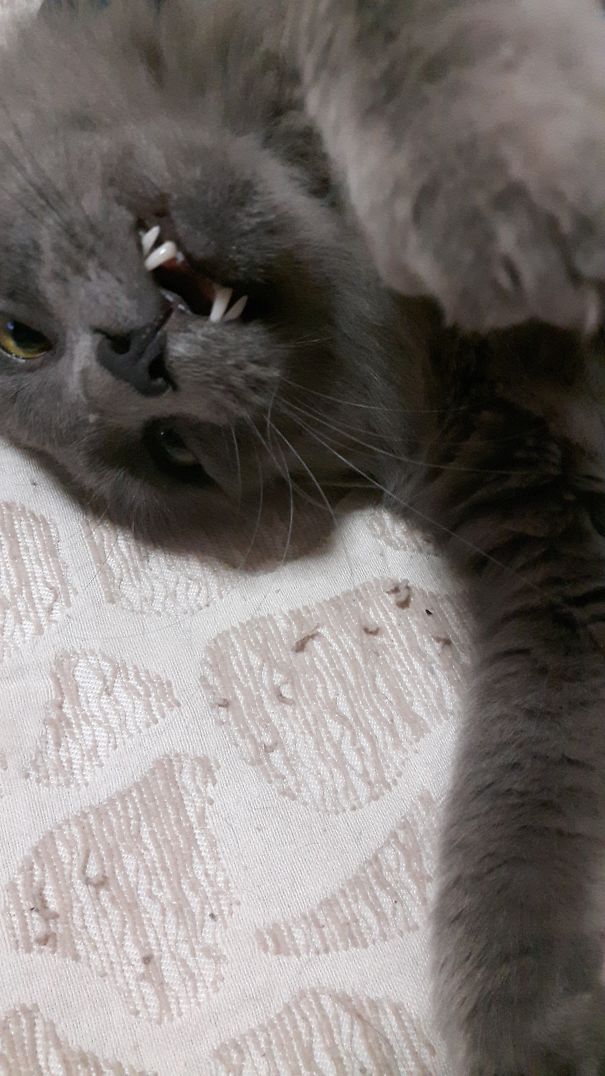 My Cat Is Such A Cute Devil..