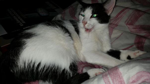 My Cat Hates When I Try To Come To Sleep In My Own Bed.