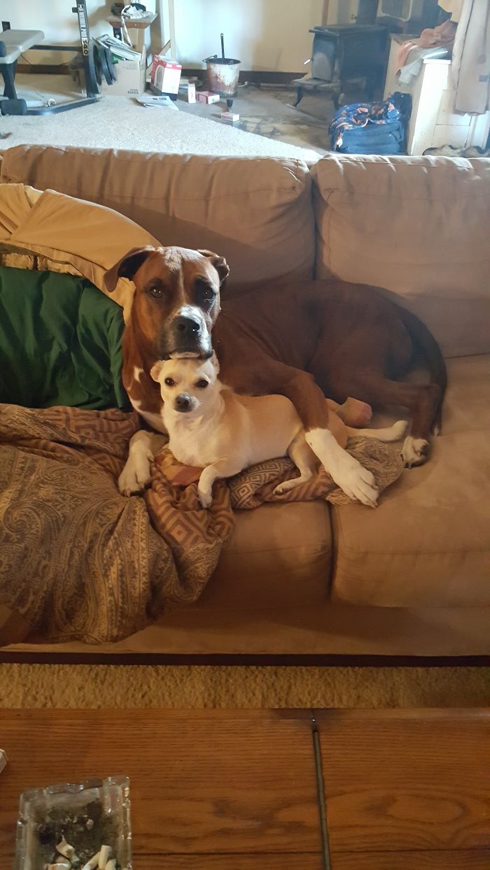 Pitt Mix About To Have Chihuahua Stew For Supper...but After He Gets His Snuggle Time With His Best Bud First!