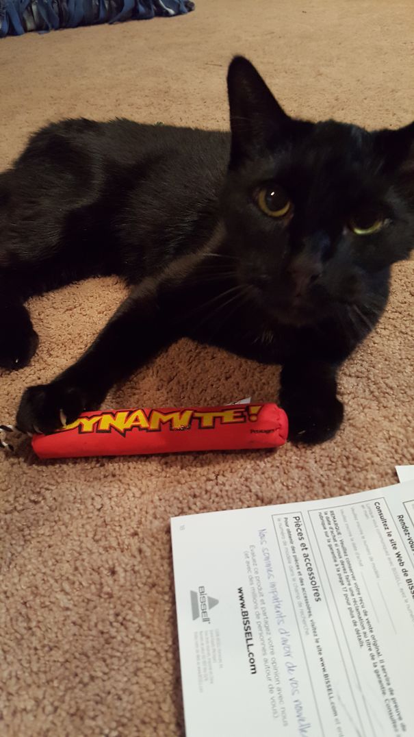 Leave Me Alone Human Slave. Some Other Time, Maybe. Not Now, I Have Fresh Catnip...