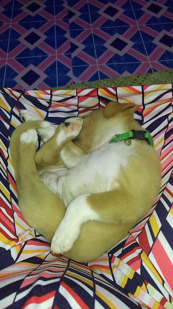 Vulcan Enjoying A Nap On My Lap ..