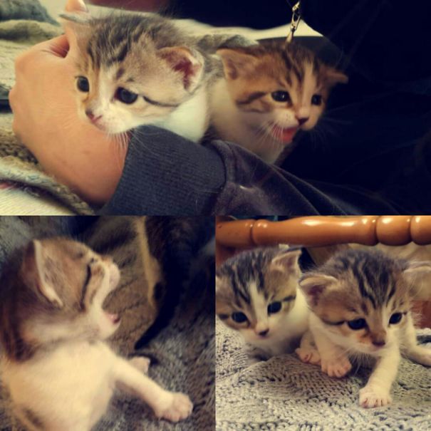 Kittens First Time Away From The Mama