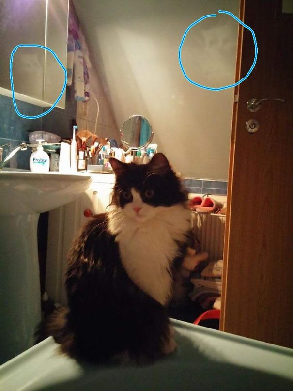 The Other Cats (original Photo).