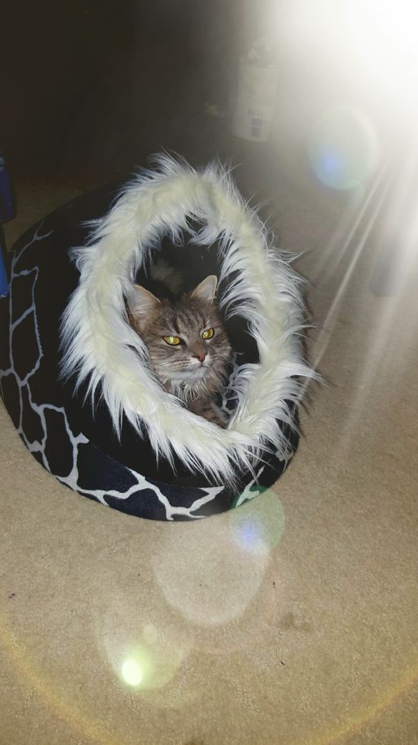 I Will Return To The Mothership!