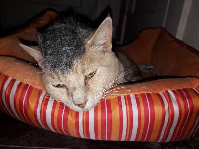 He Doesn't Like His New Hairdoo.