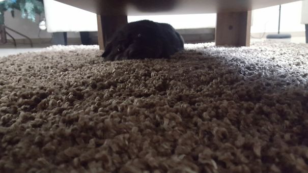 My Shar-pei Baby, Sleeping Or Meltin Not Sure Haha