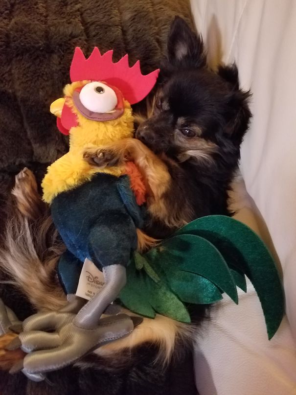 First Time Meeting Hei Hei