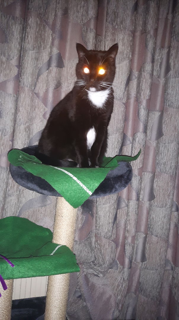 My Cat Kyara Is Looking At Me Like This For A While Now. Im Screwed