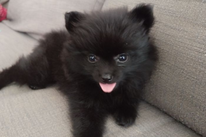 Same Same But Different : Gizmo The Toypom Gets Her First Haircut