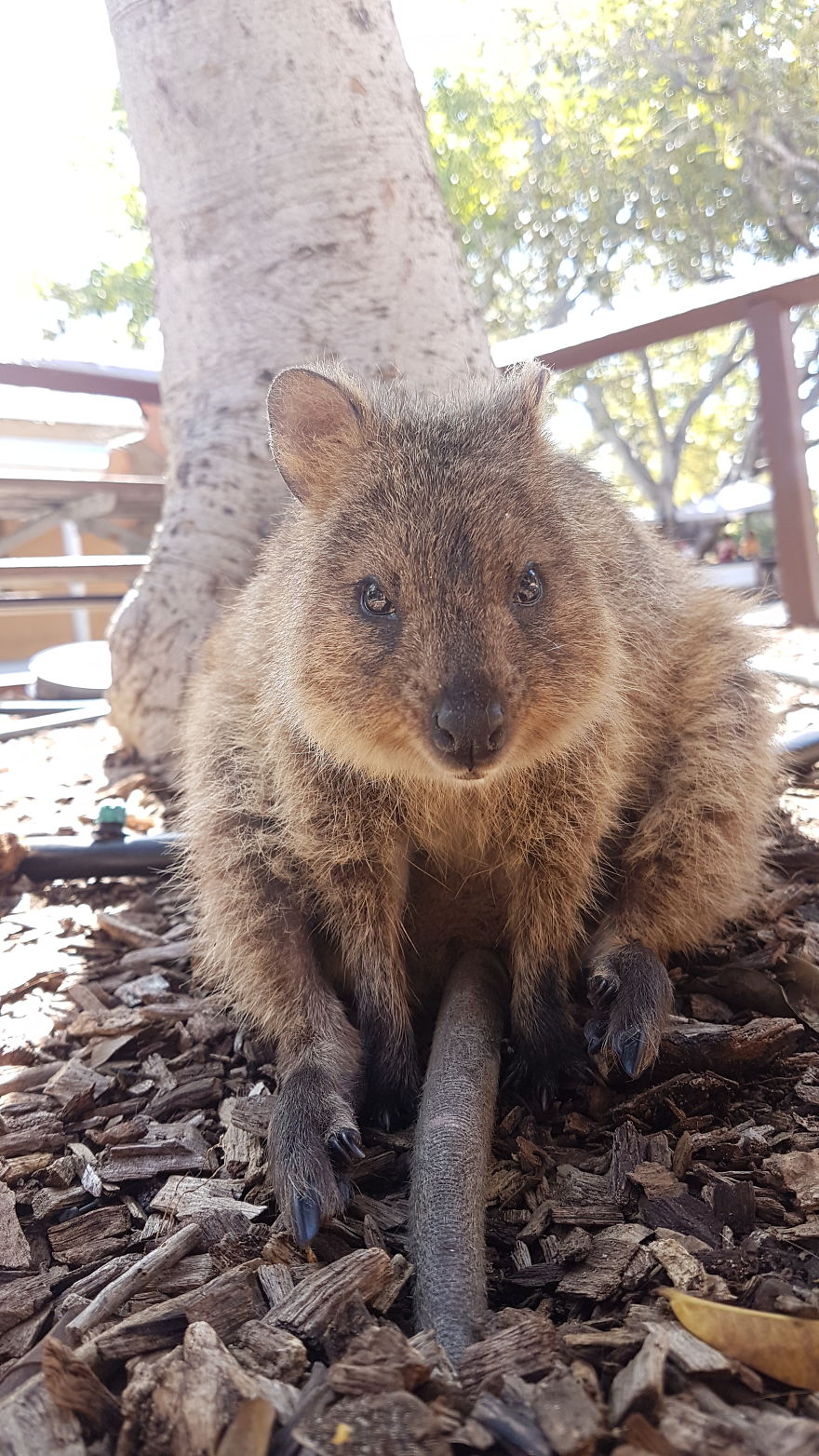 Discover The Quokkas, Among The Cutest Creatures On Earth Discover The Quokkas, Among The Cutest Creatures On Earth