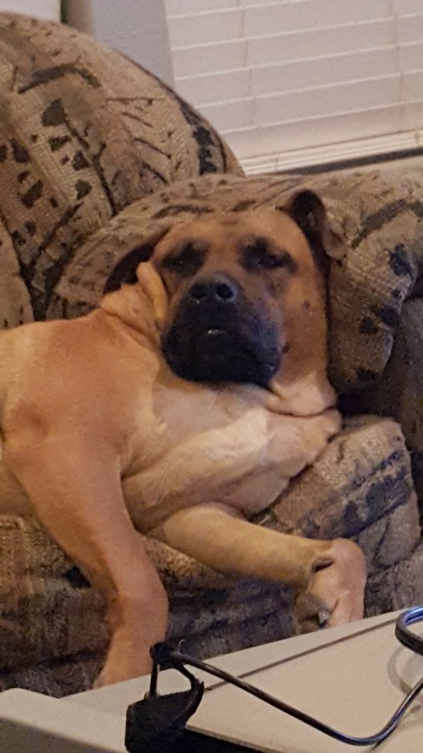 My Pit Mix Melts Sometimes. Then Looks At Me Like This.