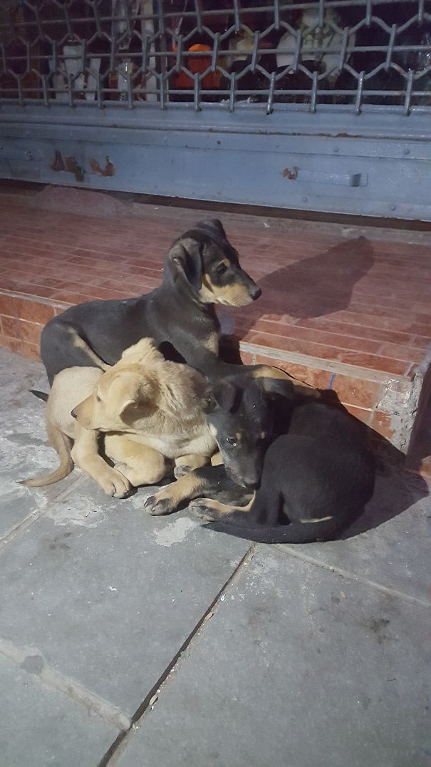 They Love To Climb Each Other