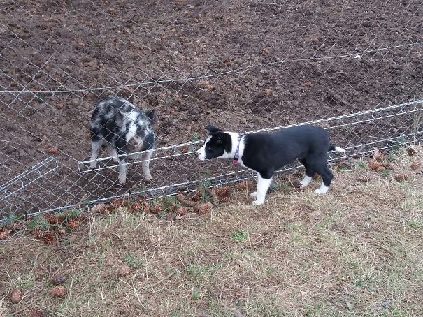 First Meeting With Strange "dog"