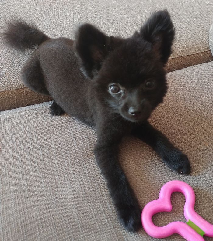 Same Same But Different: Gizmo The Toypom Gets Her First Haircut (after)