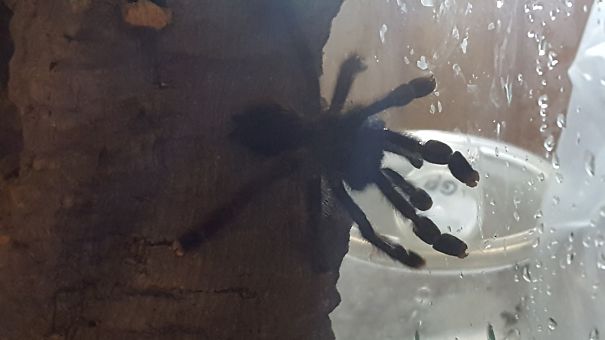 First Time My Pink Toe Tarantula Explores His New Enclosure