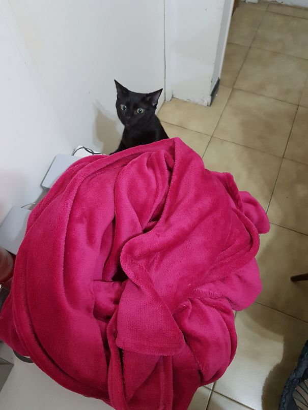 Meeting The Kittens For The First Time