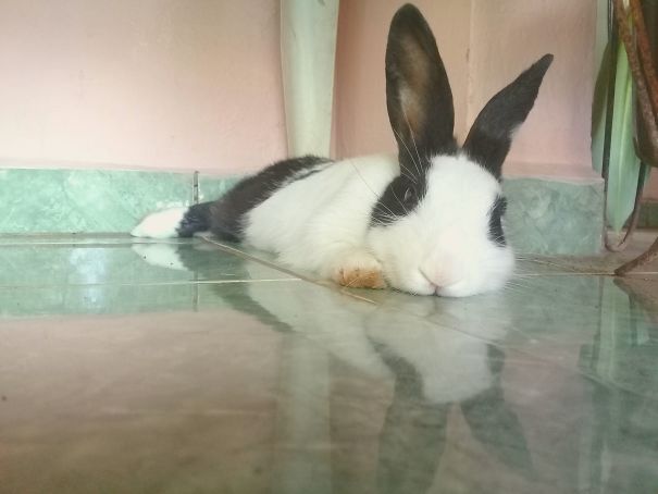 Scupi Melting 🐰🐇☉
