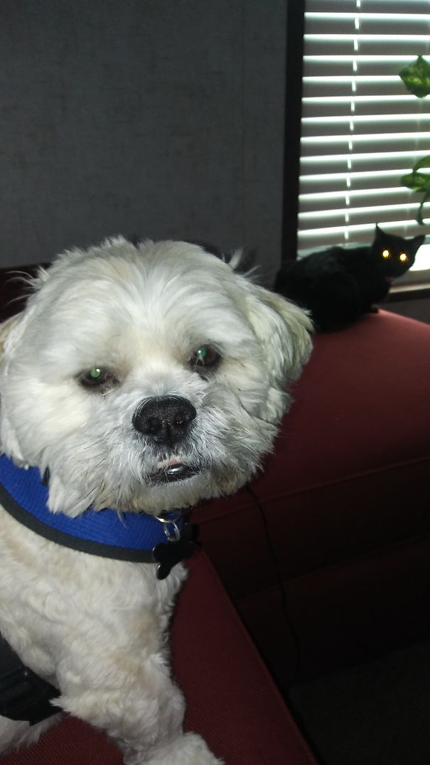 Not Sure What The Cat Is Thinking But Dog, Be Afraid Be Very Afraid!