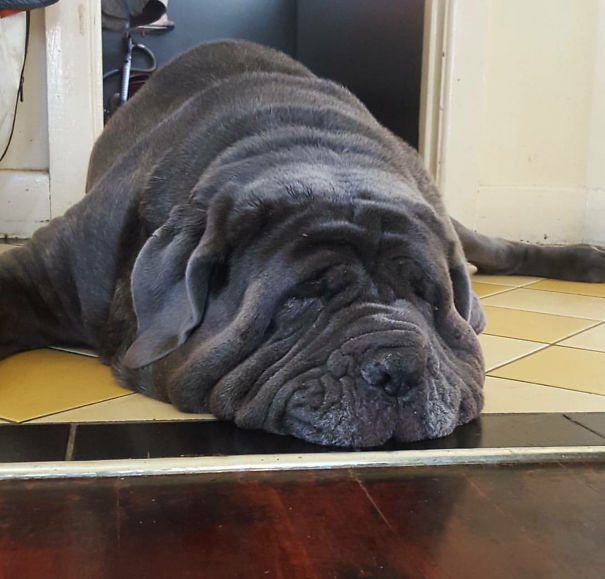 Junior Exhausted Himself Into A Puddle