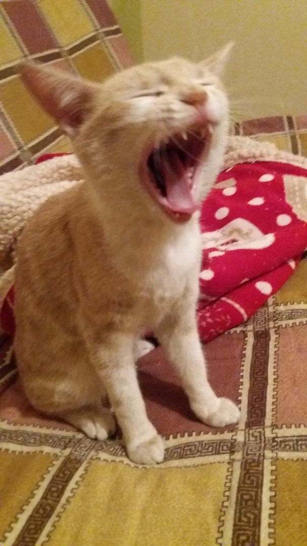 Sweet Dreams Are Made Of This... Now I'll Conquer The World And Seven Seas!