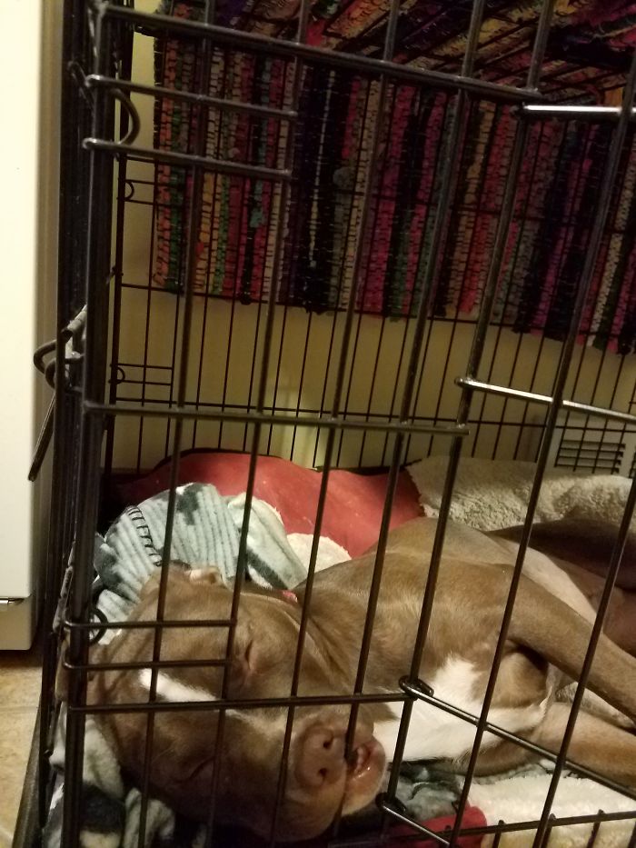 So Viscous She Is Trying To Rip Three Her Crate Bars!