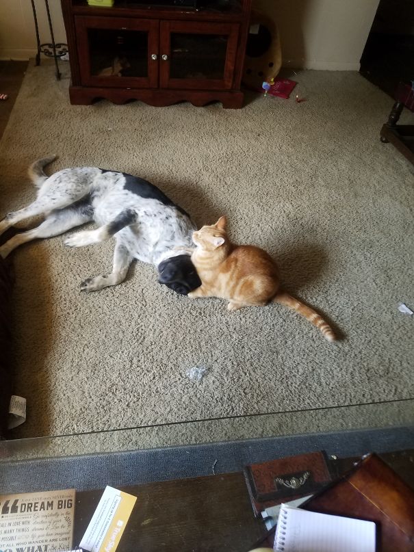 One False Move And The Dog Gets It