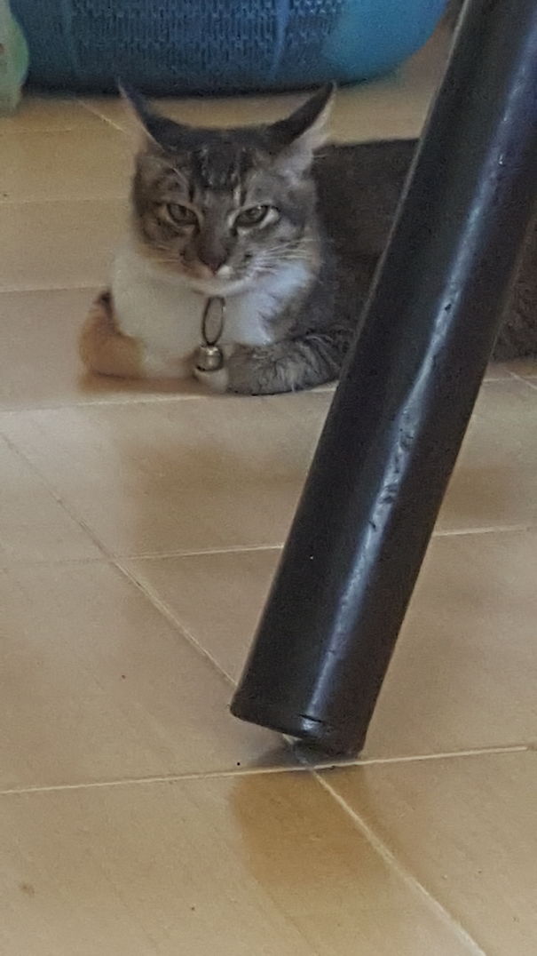 Definitely Plotting Something Evil.