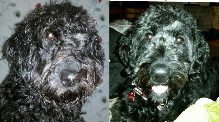 Goldendoodle Befor And After