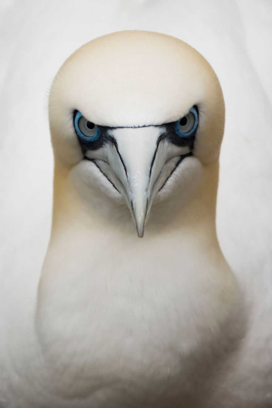 Eugene Kitsios, Netherelands (Open Competition, Wildlife)