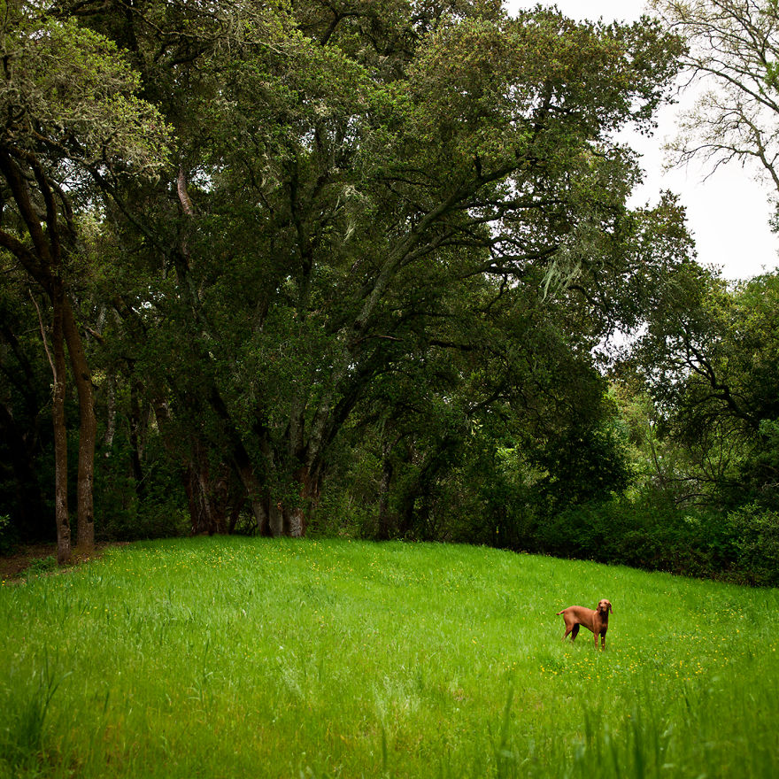 Dogs Romping And Enjoying Spring!