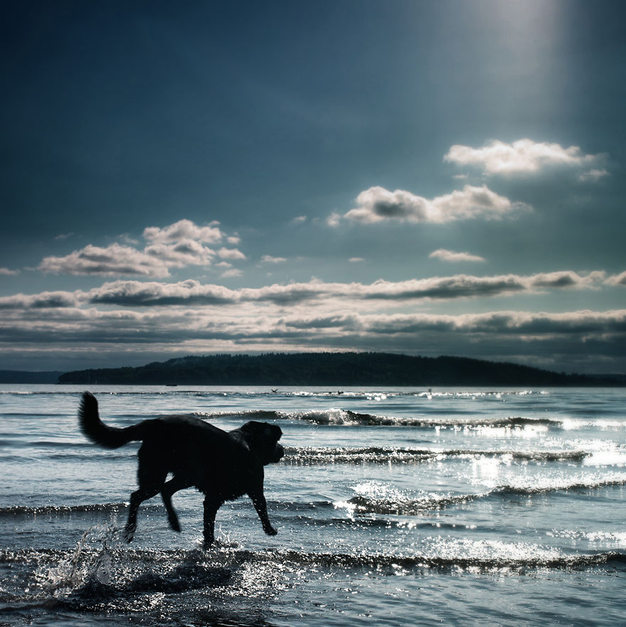 Dogs Romping And Enjoying Spring!
