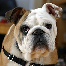 220px-Clyde_The_Bulldog-58dbf5d4735a3.jpg