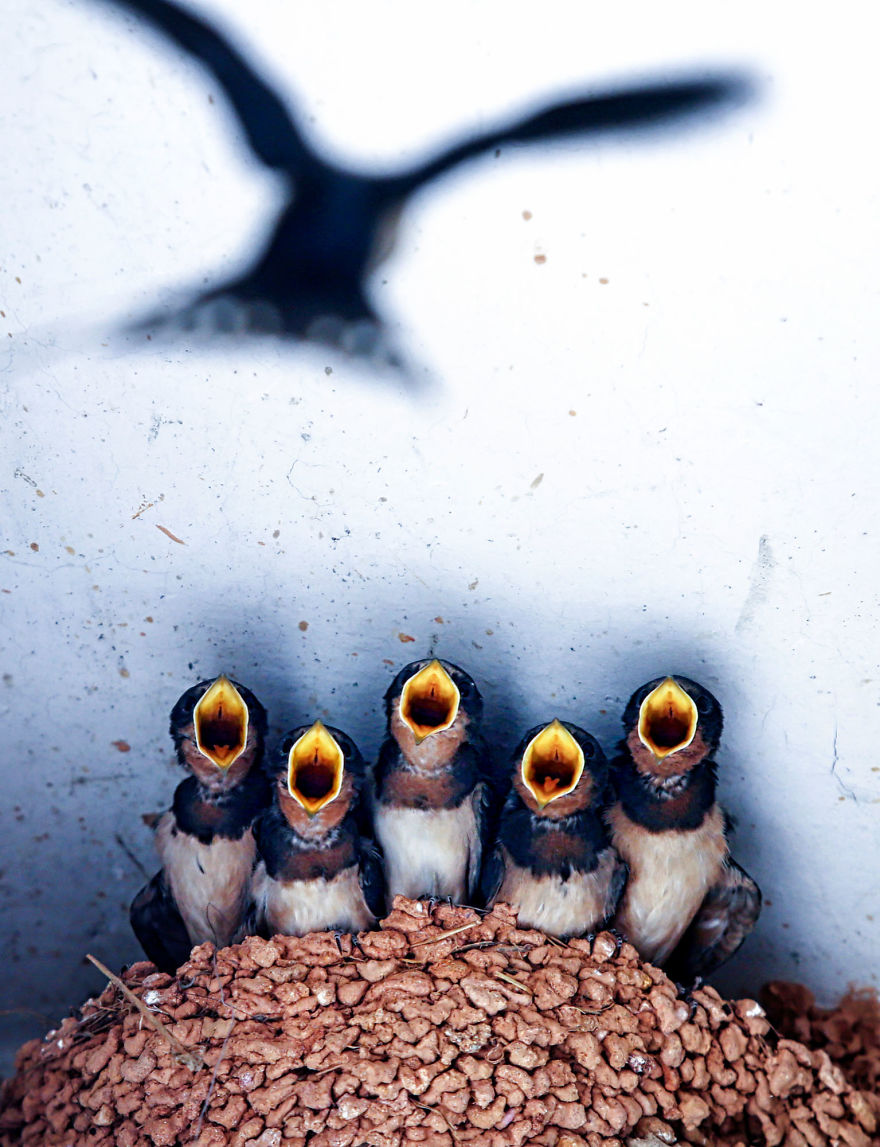 Fan Chen, China (Open Competition, Wildlife)