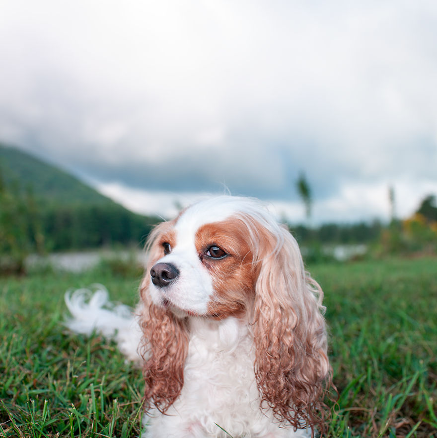 Dogs Romping And Enjoying Spring!