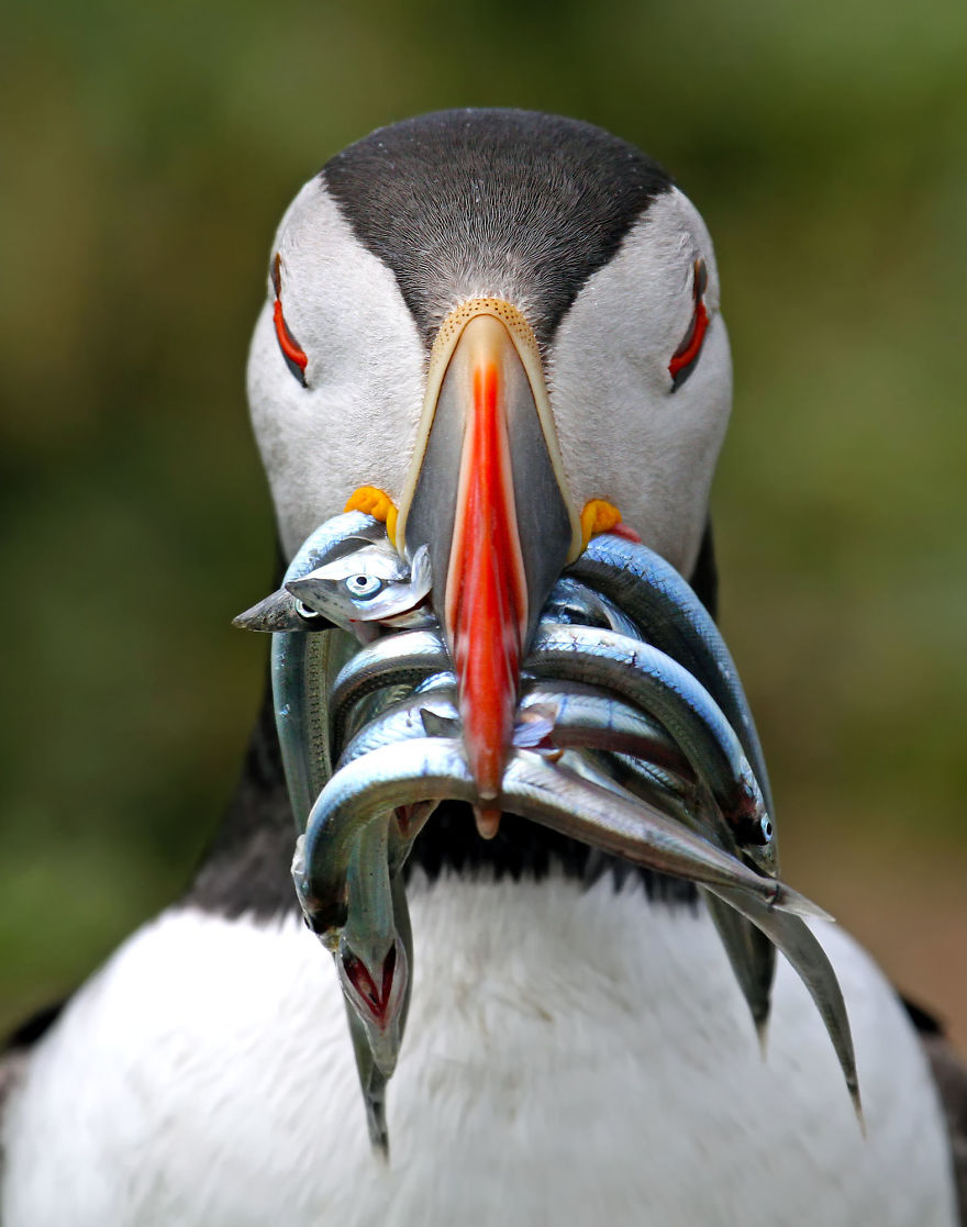 Nigel Hodson, United Kingdom (Open Competition, Wildlife)