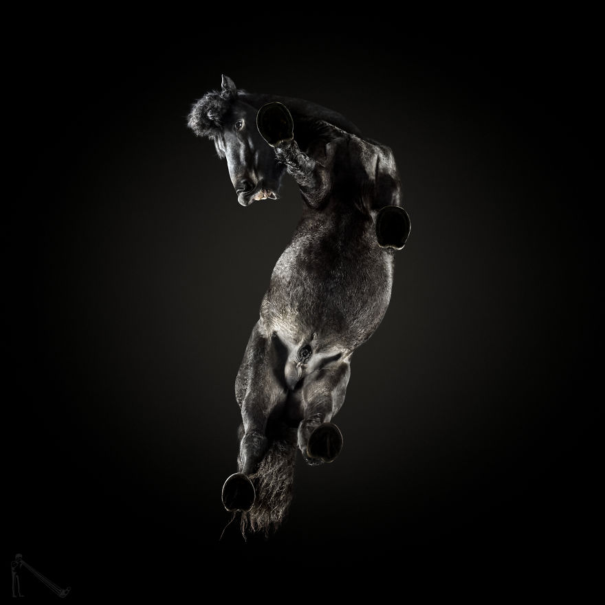 Under-horse: I Photograph Horses From Underneath