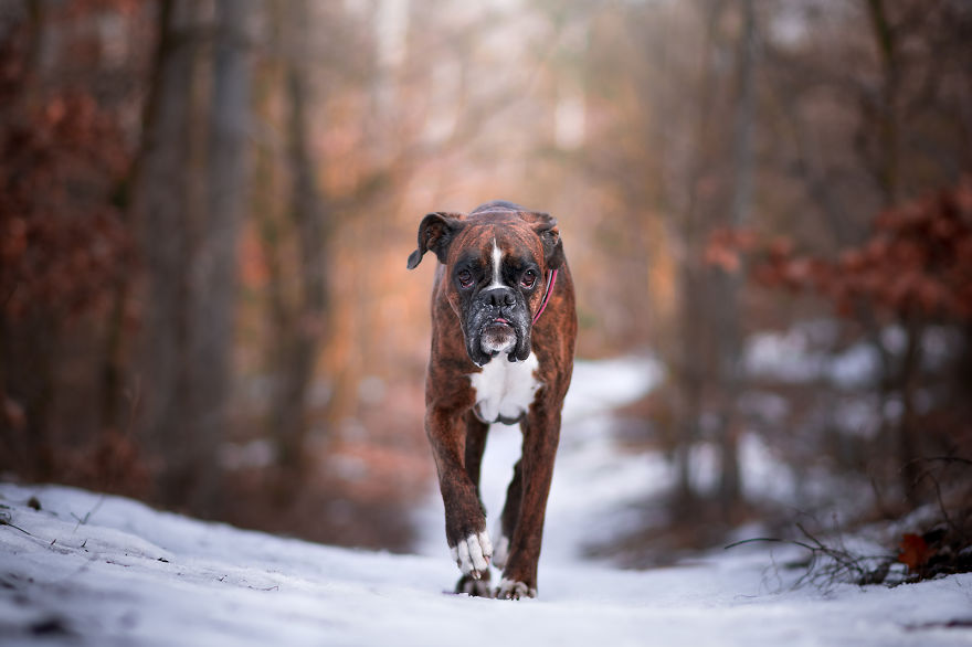 Meet Strawberry The Most Expressive Boxer Who Loves Hiking Meet Strawberry The Most Expressive Boxer Who Loves Hiking