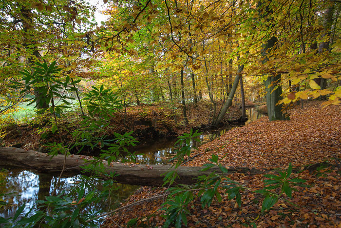 Playing In The Forest