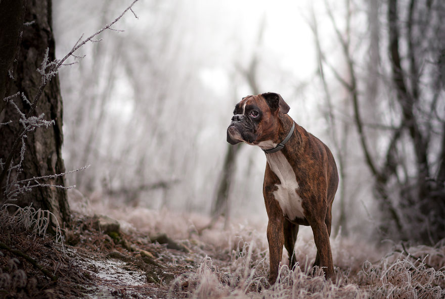 Meet Strawberry The Most Expressive Boxer Who Loves Hiking Meet Strawberry The Most Expressive Boxer Who Loves Hiking