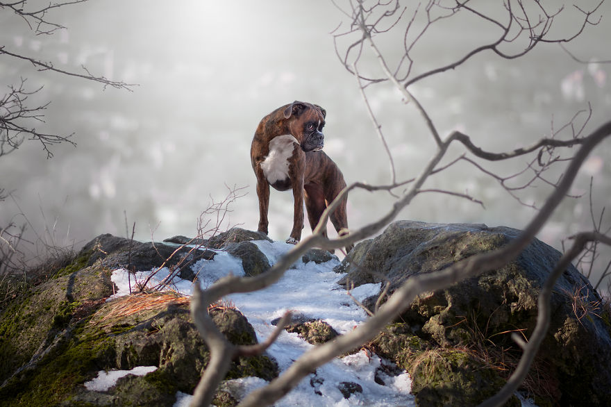 Meet Strawberry The Most Expressive Boxer Who Loves Hiking Meet Strawberry The Most Expressive Boxer Who Loves Hiking