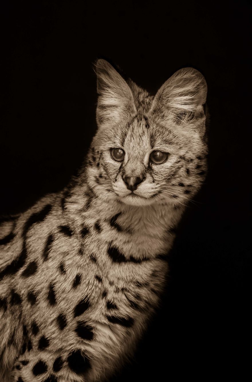 Big Cats: I&rsquo;ve Spent 10 Years Photographing These Wild And Loving Creatures (Part 3)