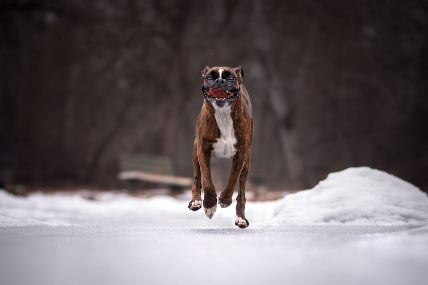 Meet Strawberry The Most Expressive Boxer Who Loves Hiking Meet Strawberry The Most Expressive Boxer Who Loves Hiking