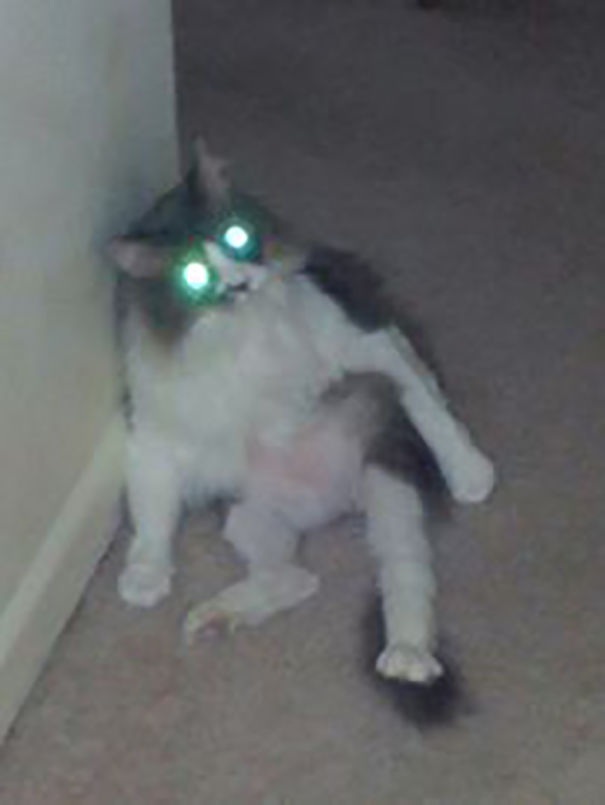 This Cat Still Has My Soul.