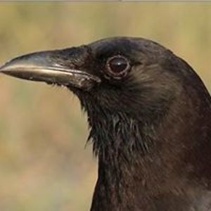 skeletaldragonmaster avatar