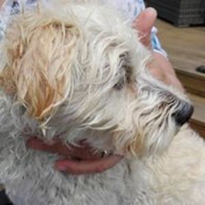 rosemarie_costigan avatar