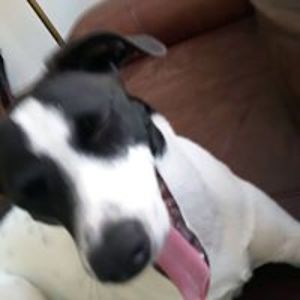 charleycvercko avatar