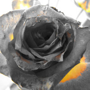 marianfurtuna avatar