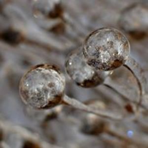 valentina_tosheva avatar